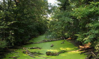 Kern / Donau-Auen National Park - Oxbow