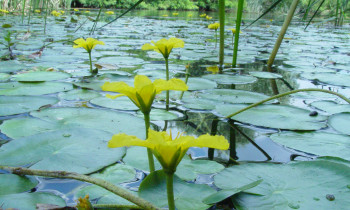 Persina Nature Park - Yellow floating heart