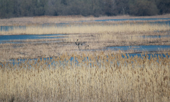 Persina Nature Park - Pishchensko swamp