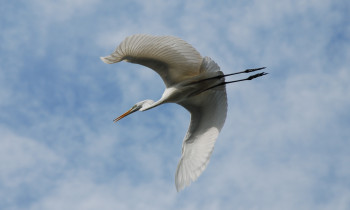 Geißler / Donauauwald Neuburg-Ingolstadt - White heron