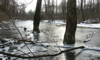 Kugler / Donauauwald Neuburg-Ingolstadt - Oxbow lake in winter