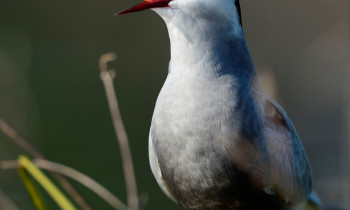 Ivan Vidakovic / Kopacki rit Nature Park - Whiskered tern