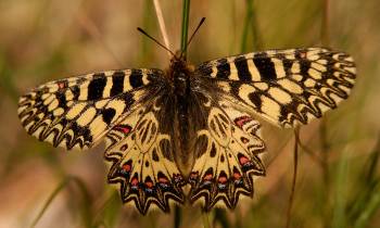 Attila Mórocz / Duna-Dráva National Park - Southern Festoon