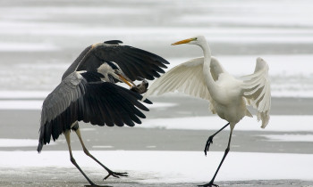 Bence Máté / Duna-Dráva National Park - Water birds in winter