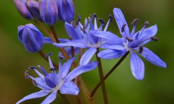 Imre Dombi / Duna-Dráva National Park - Scilla vindobonensis