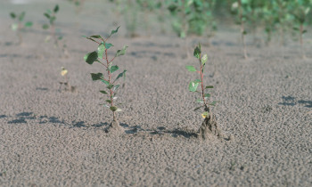 Baumgartner / Donau-Auen National Park - Young Black Poplar