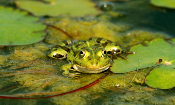 Hrvoje Domazetović / Kopački rit Nature Park - Common water frog