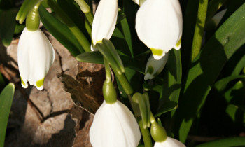 Kugler / Donauauwald Neuburg-Ingolstadt - Leucojum vernum