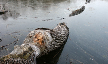 Kugler / Donauauwald Neuburg-Ingolstadt - Beaver's wood at the shore