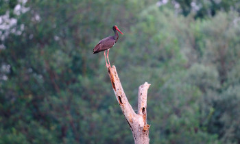 Ivan Vidakovic / Kopacki rit Nature Park - Black Stork