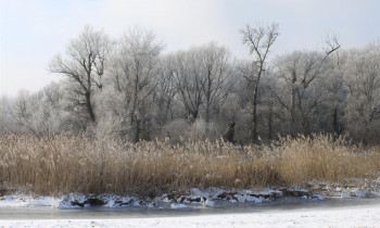 BROZ - Winter at the Danube islands