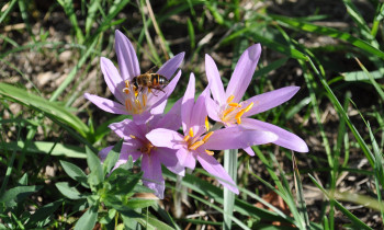 Éva Horváth / Duna-Dráva National Park - Autumn crocus