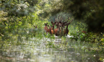 Hrvoje Domazetović / Kopački rit Nature Park - Red dear