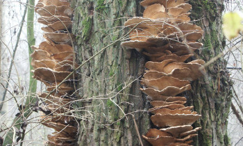 Kugler / Donauauwald Neuburg-Ingolstadt - Bracket fungus