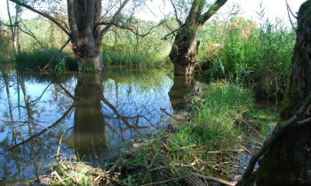 Geißler / Donauauwald Neuburg-Ingolstadt - Beavers dam in sidearm