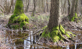 BROZ - Wetlands at Záhorie PLA