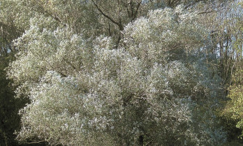 Baumgartner / Donau-Auen National Park - White willow