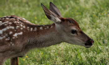 Hrvoje Domazetović / Kopački rit Nature Park - Young red dear