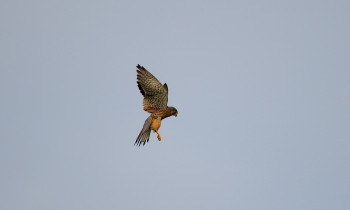 Ivan Vidakovic / Kopacki rit Nature Park - Common kestrel