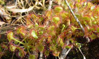 Jaromír Šíbl / BROZ - Common sundew - carnivorous plant in Záhorie PLA