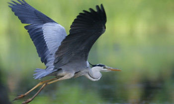 Attila Szabó / Duna-Dráva National Park - Grey Heron