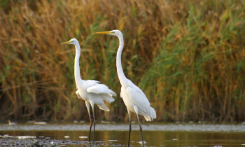 Sándor Völgyi / Duna-Dráva National Park - White Egrets