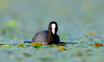 Ivan Vidakovic / Kopacki rit Nature Park - Eurasian coot