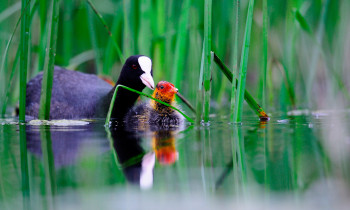 Ivan Vidakovic / Kopacki rit Nature Park - Eurasian coot