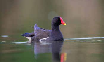 Ivan Vidakovic / Kopacki rit Nature Park - Common moorhen