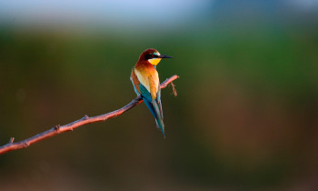 Ivan Vidakovic / Kopacki rit Nature Park - European bee-eater