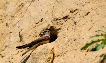 Ivan Vidakovic / Kopacki rit Nature Park - Sand Martin