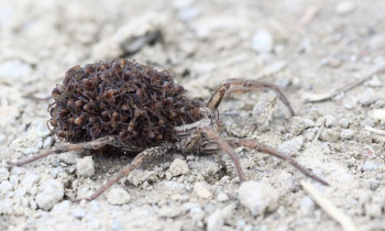 Ivan Vidakovic / Kopacki rit Nature Park - Spider carrying children