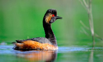 Ivan Vidakovic / Kopacki rit Nature Park - Black-necked grebe