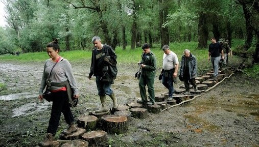 Black poplar preservation