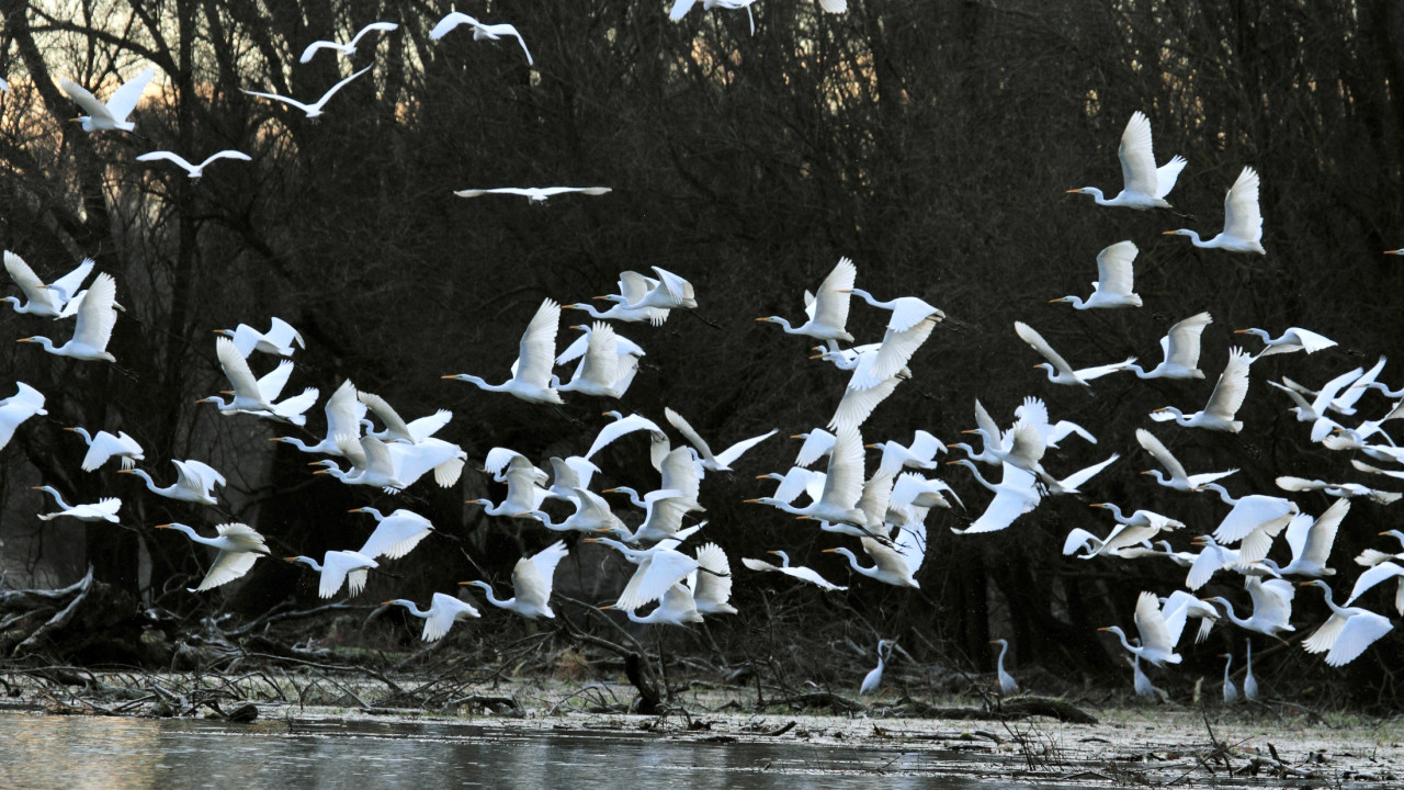 LIFE Danube Free Sky (2020-2026)