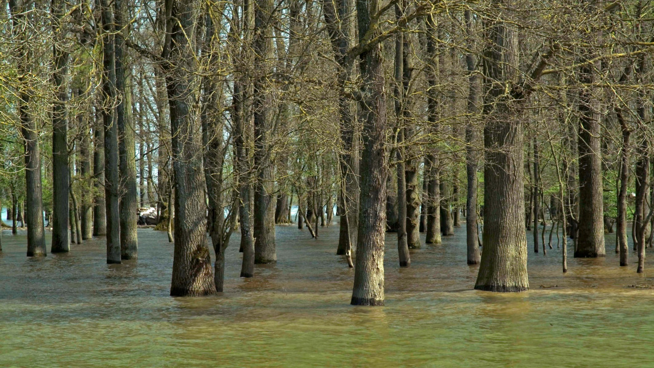 Danube Riparian Forest Corridor