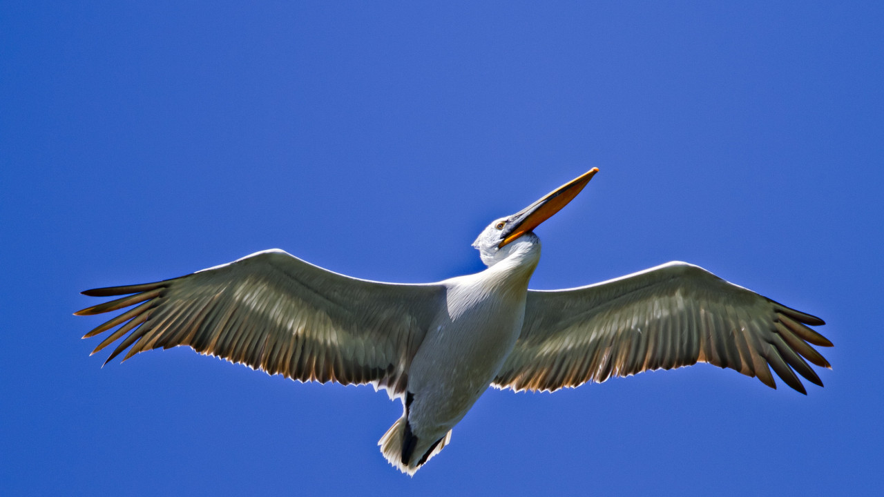 LIFE Danube Free Sky project logo wanted!