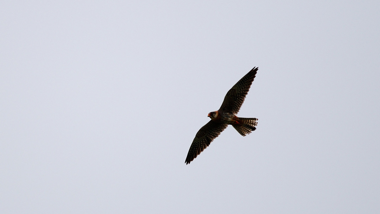 Autumn migration of birds and LIFE Danube Free Sky