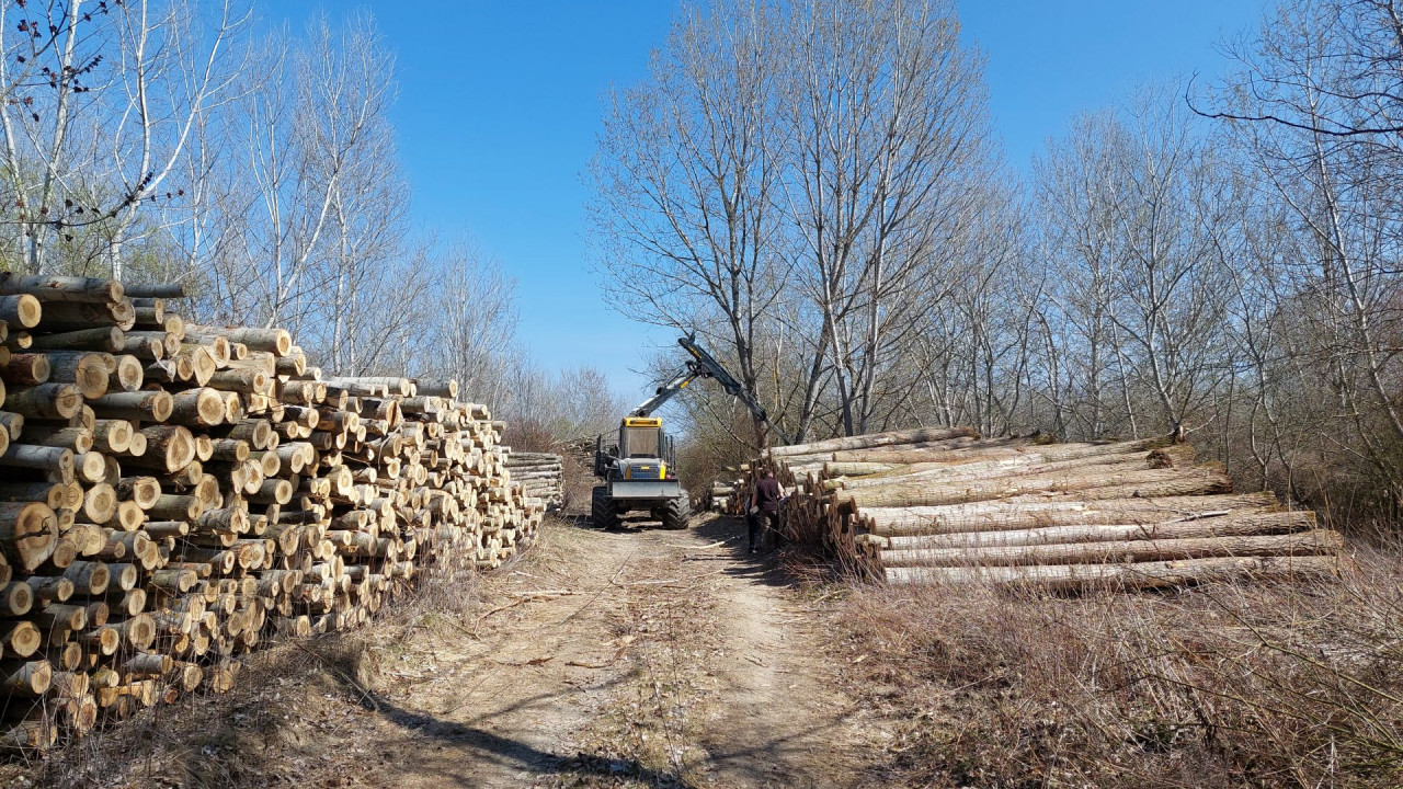 Forest actions started on the Táti islands (LIFE WILDisland)