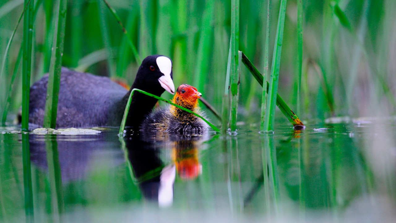 Photo contest "Heart of the Danube" (Srce Dunava)