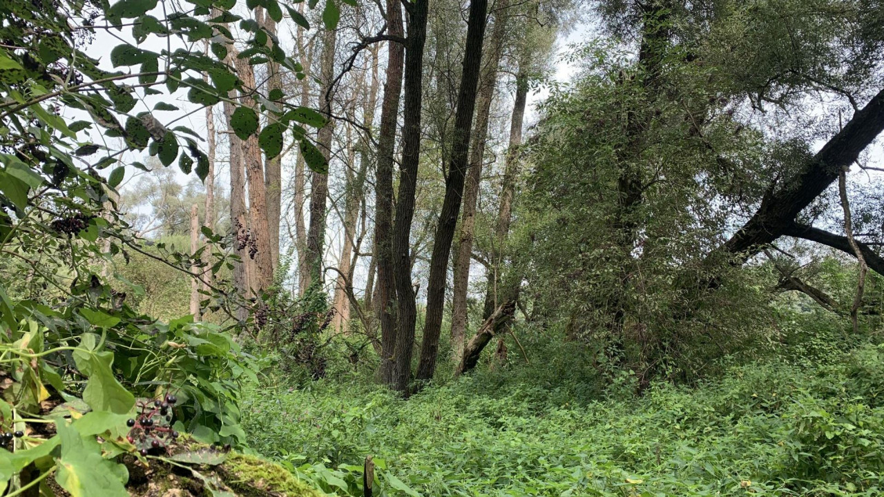 LIFE WILDisland - Preliminary monitoring of vegetation in Abwinden-Asten