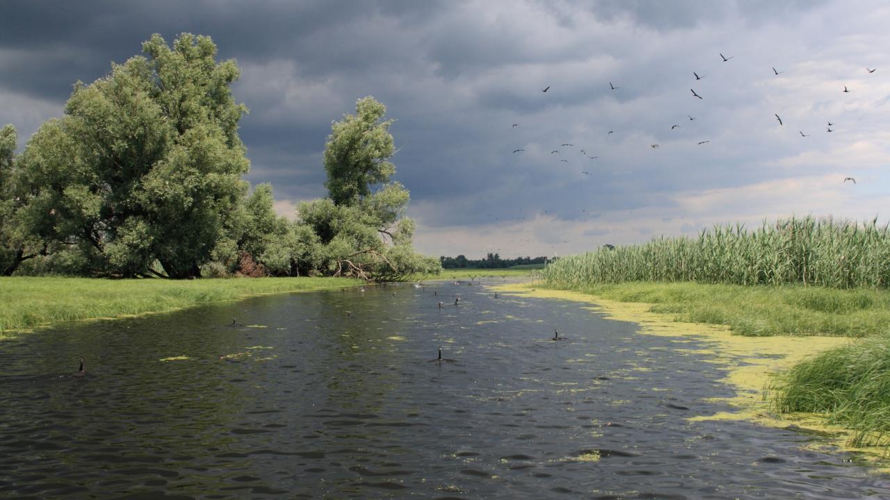 Danube islands meet Carpathian wetlands