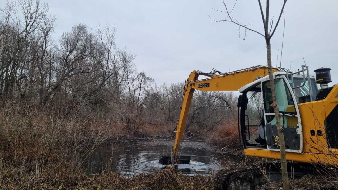 DANUBEdragonCONSERVATION: habitat restoration efforts in Serbia